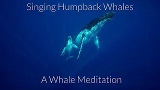 Nature TV - Amazing Singing Humpback Whales - A Meditation with Whales - shot in 4k - Relax!