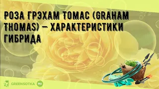 Роза Грэхам Томас (Graham Thomas) — характеристики гибрида