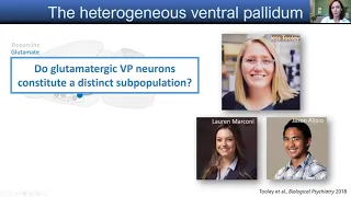 The BRI Joint Seminar In Neuroscience - Meaghan Creed, Ph.D.