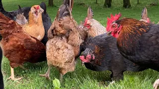 Top 25 FAQs about Backyard Chickens ANSWERED | Egg Laying Hens, Baby Chick Care, Roosters, & More