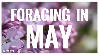 Foraging in May (Part 1 of 3) - UK Wildcrafts Monthly Foraging Calendar