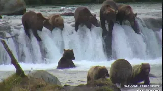 38 Bears at the  Riffles Cam: Fat Chonkies to Adorable Cubs- is Riffles the Best Cam at Katmai?