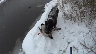 Экстримальная охота на утку зимой