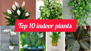 Top 10 lucky Indoor Plants || ১০ শুভ ইনডোর গাছ