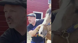 CRAZY LOUD HORSE CRACKS 🐴 Animal Chiropractor