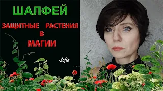 Защитные растения в магии. Шалфей.