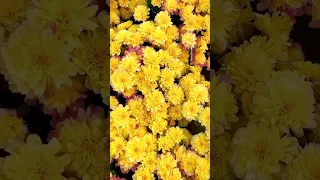 Yellow Chrysanthemum flower #flowers #trending