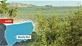 El olivar, un oasis de biodiversidad, Mancha Real, Jaén