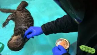 Otter 501 Tries Solid Food