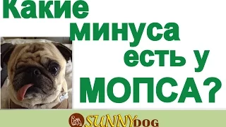 минусы породы мопс  какие минусы есть у мопсов