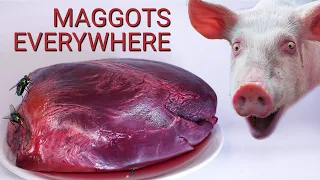 Pig's Heart Eaten by Maggots Timelapse