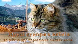 10 дивовижних фактів про норвезьку лісову кішку. Друзі суворих воїнів і національний символ Норвегії