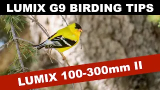 Lumix 100-300mm II for Birding