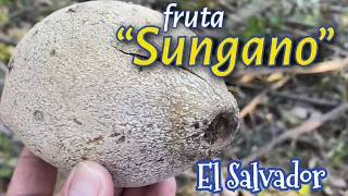 Conoce el árbol de Sunza, Sunzapote o mejor conocido en El Salvador, como árbol de Sunganos