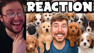 Gor's "I Adopted 100 Dogs! by MrBeast" REACTION (SO EVIL!!!)