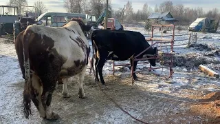 Универсальный станок для осеменения - станок для осеменения высоких коров низким быком.