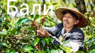 Бали. Кофейная плантация.