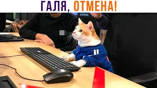 ГАЛЯ, ОТМЕНА! ))) Приколы с котами | Мемозг 1060
