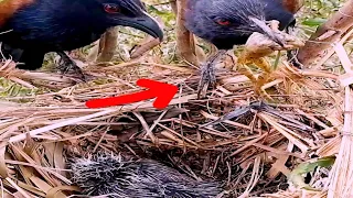 Greater coucal's father takes a dong & the mother bird brings a good frog to feed the baby#baby