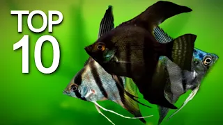 Top 10 Beautiful Angel Fish