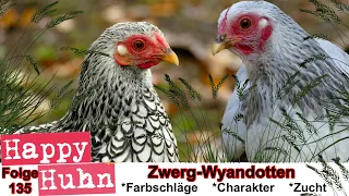 E135 Zwerg-Wyandotten - Das große Spezial zur Rasse bei HAPPY HUHN- Wyandotten Hühner  Farbschläge