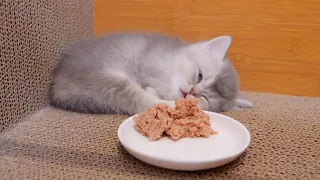 The reaction when I placed food in front of a sleeping kitten was so cute.