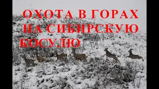 ОХОТА В ГОРАХ НА СИБИРСКУЮ КОСУЛЮ HUNTING IN THE MOUNTAINS FOR SIBERIAN ROE DEER