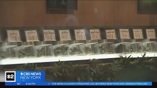 City Council considers law fining landlords for illegal pot shops