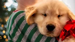 Christmas Puppy Surprise Compilation