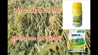 2 điều nên làm vụ hè thu| giải pháp cứng cây chống đỗ ngã đạt hiệu quả cao