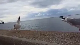 Seagulls laughing at the fallen seagull | Funny animals