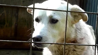 Dog Was Crying For Help But Nobody Heard Him, Until One Day