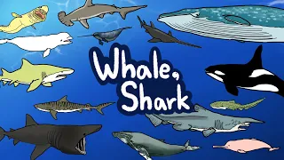 Whale & Shark  | What kind of Whales and Sharks lives under the sea? | Kids Draw