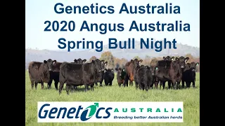 Genetics Australia 2020 Angus Spring Bull Night Presentation