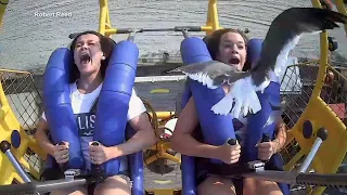 Video: Seagull hits teen in face while on on Jersey Shore ride