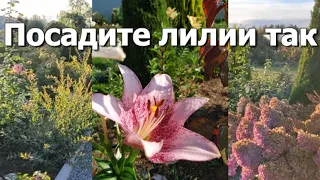 Посадите лилии так | Посадка лилий весной: куда, как и сколько