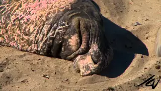 Elephant Seals in the Wild along California Coast - Nature Watch  -  YouTube