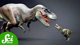 The Tiny T. rex Causing a Big Science Feud