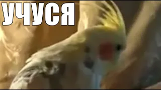 Учу попугая разговаривать Корелла Аркаша Teaching a parrot to talk Corella Arkasha