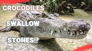 Amazing facts about crocodiles, you didn't know!