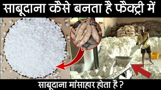 साबूदाना कैसे बनता है? | Sabudana Making Process In Hindi