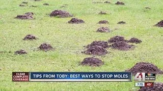 Tips from Toby: Best ways to stop moles