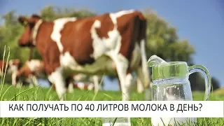 КАК ПОЛУЧАТЬ ПО 40 ЛИТРОВ МОЛОКА В ДЕНЬ? NewTV