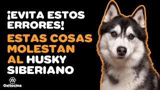 HUSKY SIBERIANO: 7 COSAS QUE NO LE GUSTAN