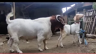 Big boer goat crosses with small goat for improve quality | Boer goats farm in village