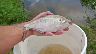 Feeding Fish Live Shad!