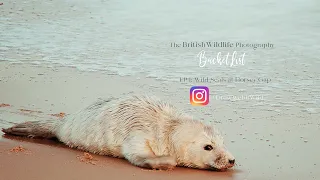 British Wildlife Photography Bucket list | Grey Seal Pups | Horsey Gap | Norfolk | 4K