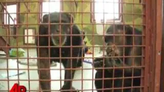 Chimp Sanctuary Faces New Challenges