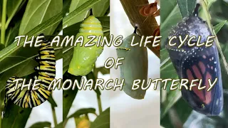 Monarch Butterfly Life Cycle Metamorphosis Time-Lapse (The Twerking Caterpillar)
