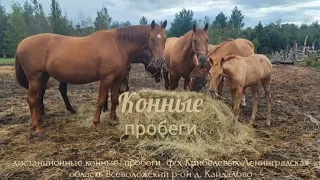 конные пробеги Кайдалово 30 июля 2022